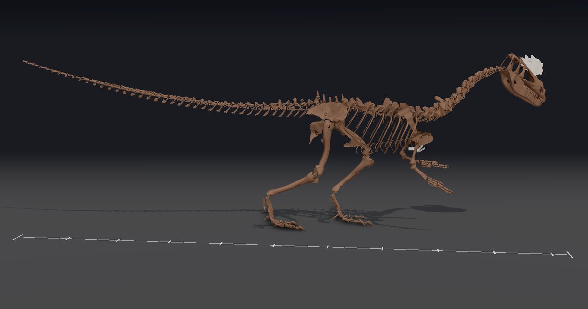 ディロフォサウルスの実物大の 3D 骨格（Dilophosaurus wetherilli）