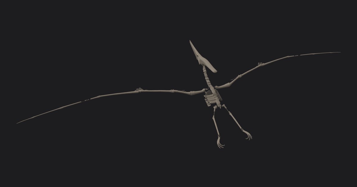 プテラノドンの実物大の 3D 骨格（Pteranodon longiceps）