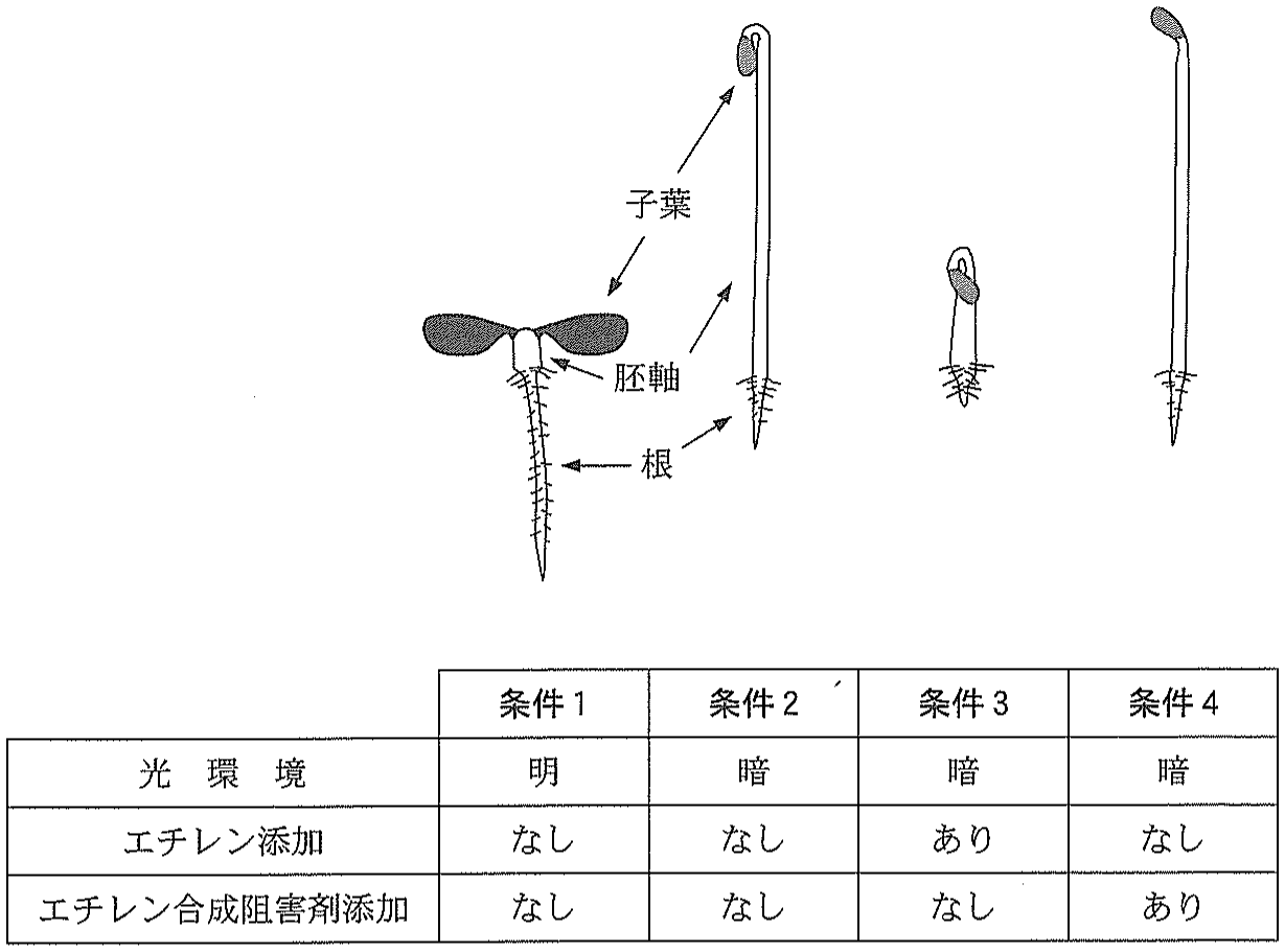 図1　各芽生えの模式図の直下にそれぞれの実験条件がまとめてある。