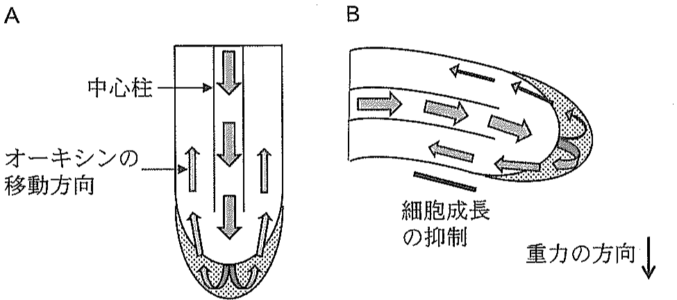 図2
