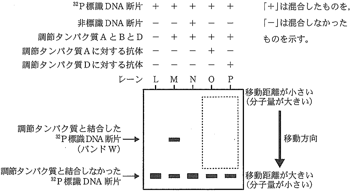図3 点線の内側は,電気泳動の結果を表示していない。