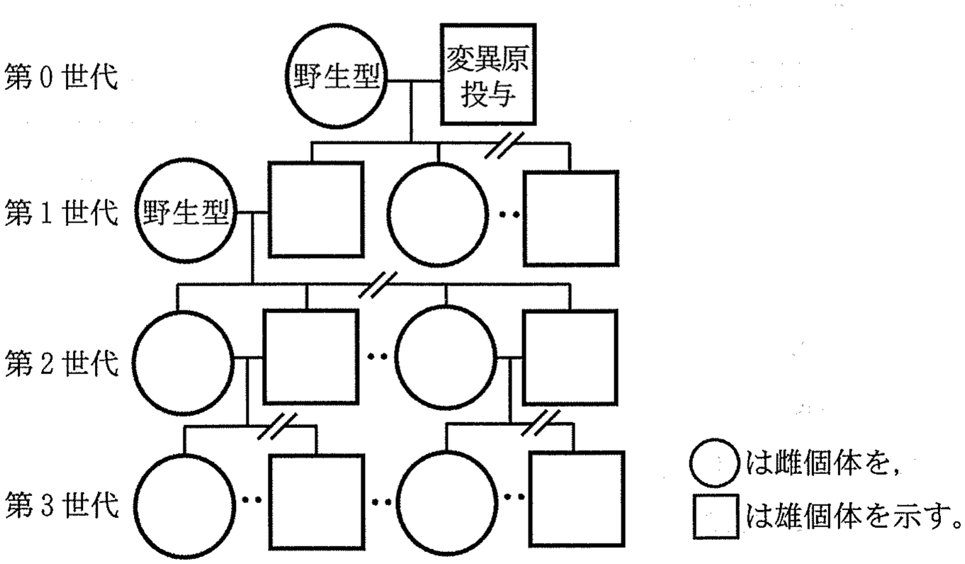 図6 交配によって多数の次世代個体が得られたが,それらは斜線と点線により略す。