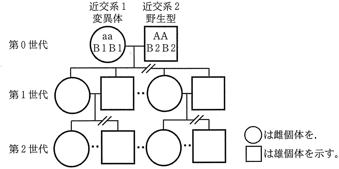 図7 交配によって多数の次世代個体が得られたが,それらは斜線と点線により略す。