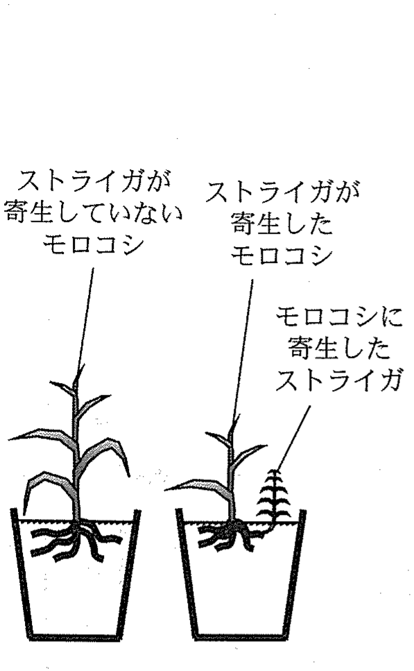 図1