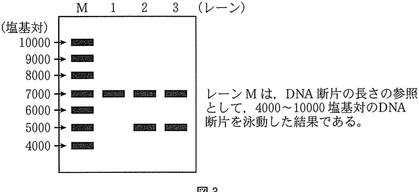 図3 各バンドは DNA 断片の分子数にかかわらず同じ濃さで示されている。