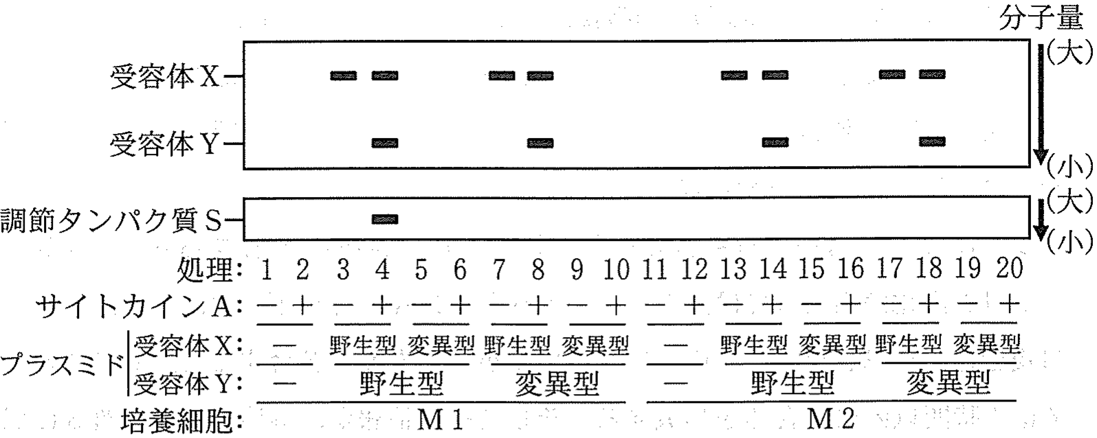 図4 「+」はサイトカイン A 処理,「-」はサイトカイン A 未処理あるいはプラスミド未導入を示す。
