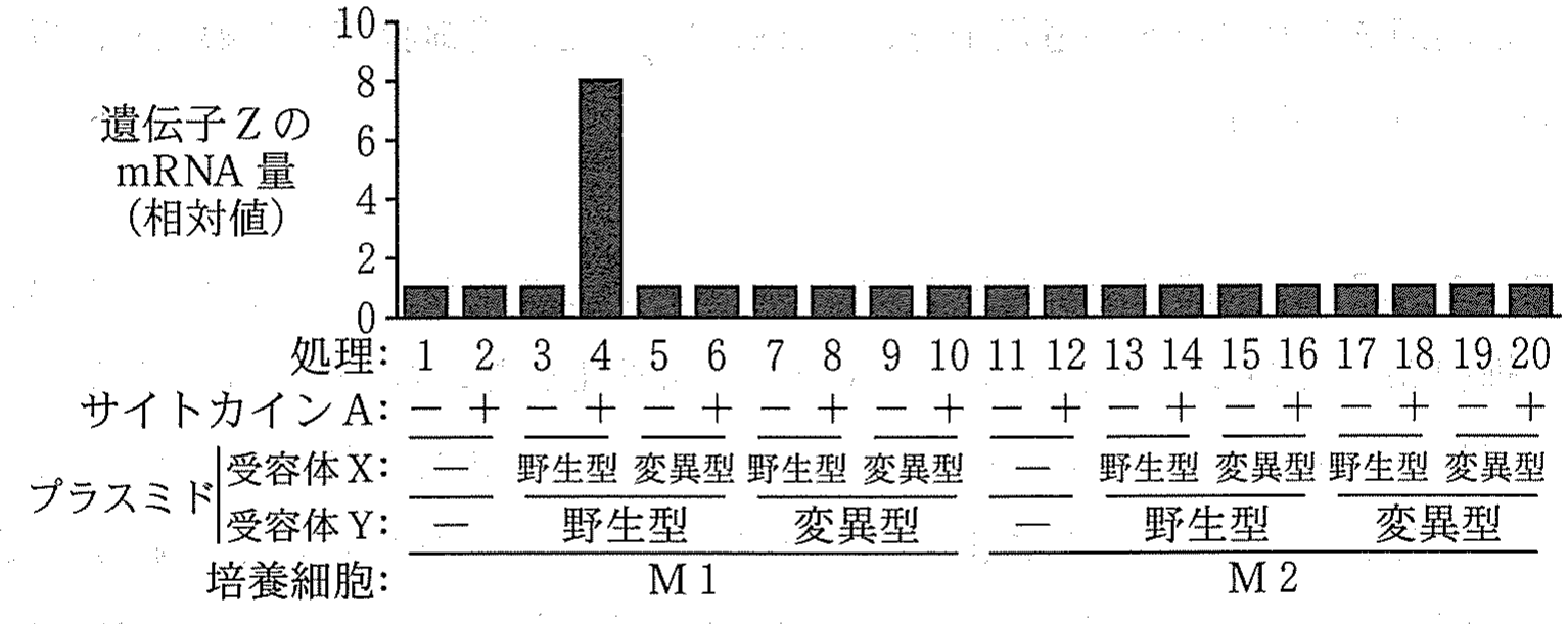 図5 「+」はサイトカイン A 処理,「-」はサイトカイン A 未処理あるいはプラスミド未導入を示す。