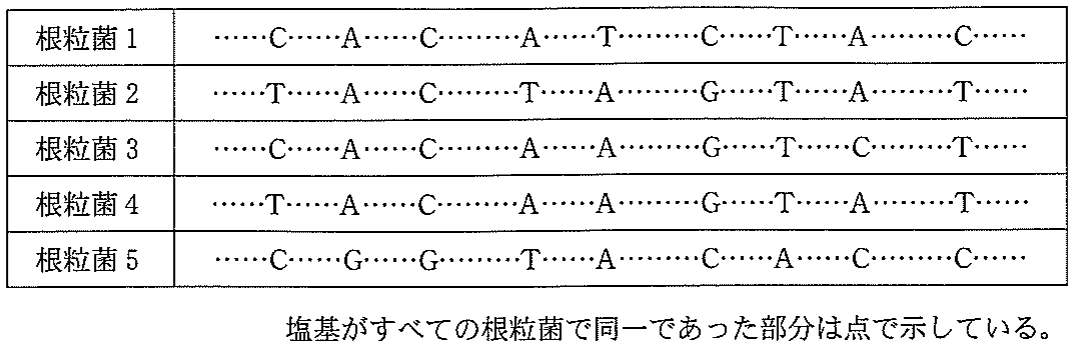 表1 塩基がすべての根粒菌で同一であった部分は点で示している。