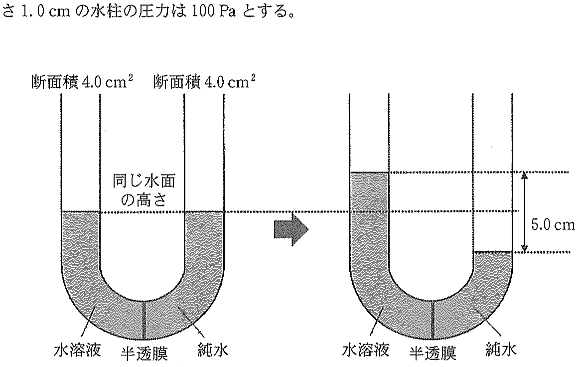 図3　半透膜を設置した U 字管における純水と水溶液間の水の移行現象