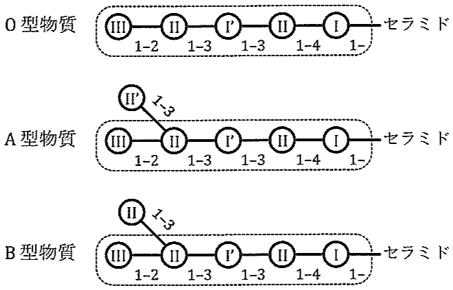 図3　スフィンゴ糖脂質に含まれる ABO 式血液型物質の構造