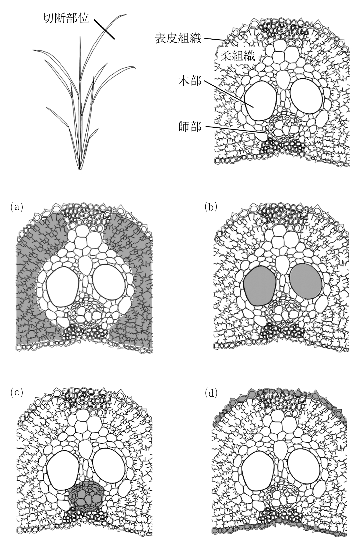 1f4