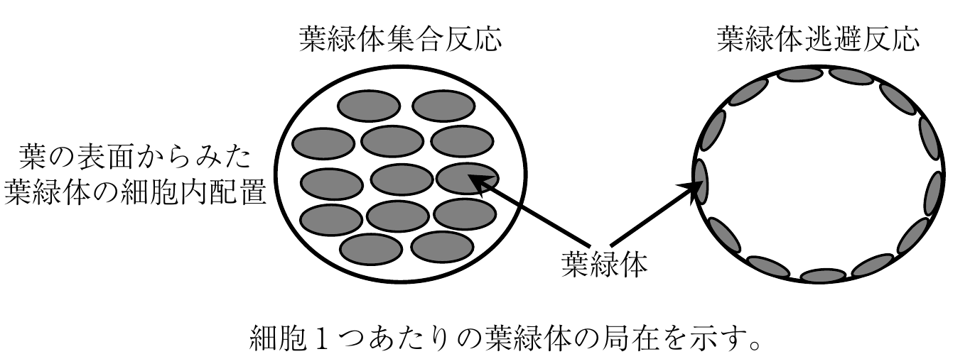 1f1