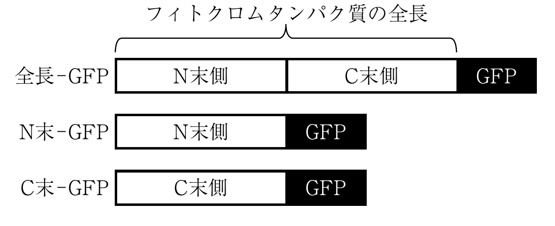 1f6