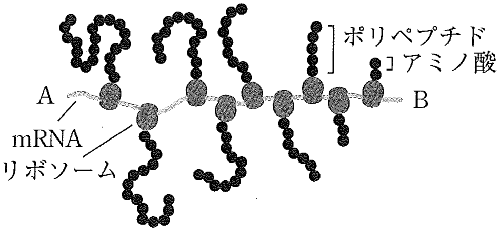 図1　真核生物における翻訳中のリボソームをとらえた電子顕微鏡画像の模式図