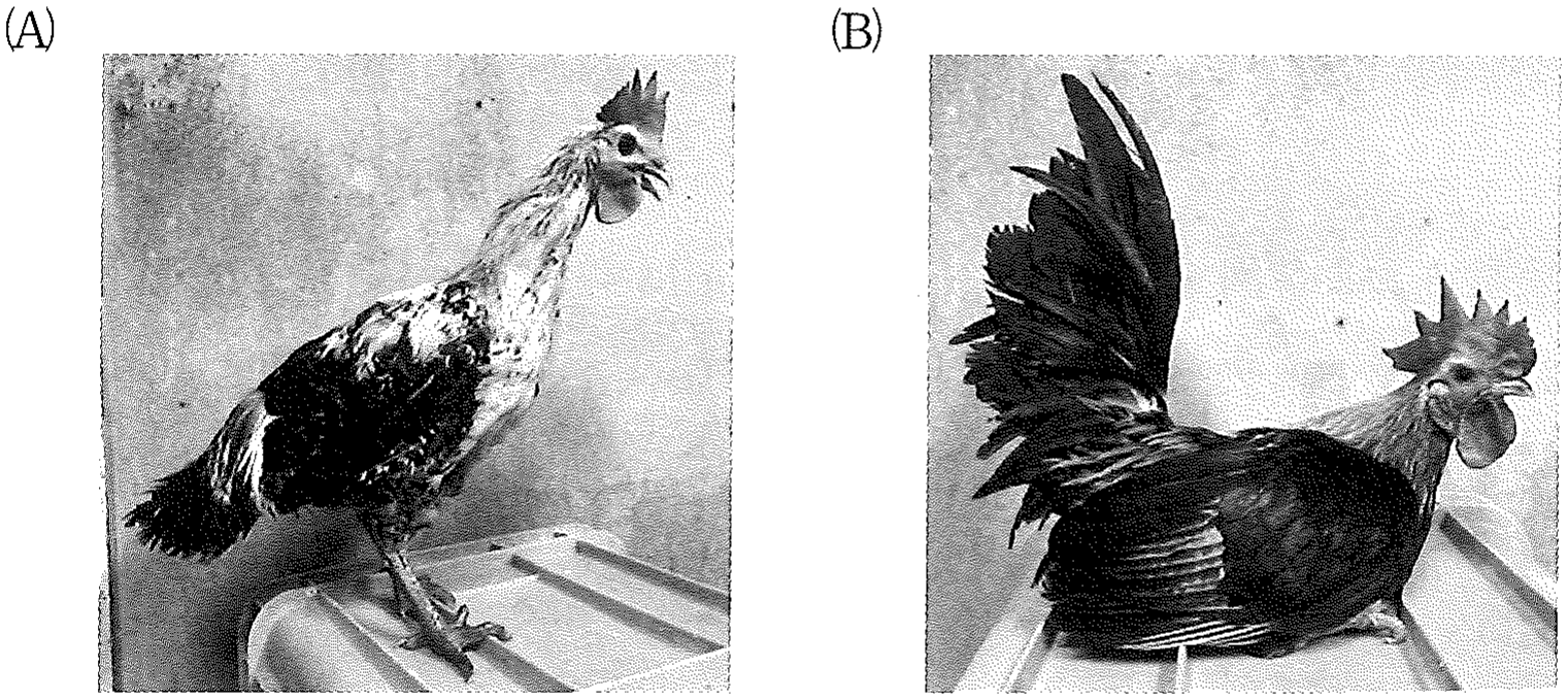図1　正常なニワトリ(A)とチャボ(B)の写真