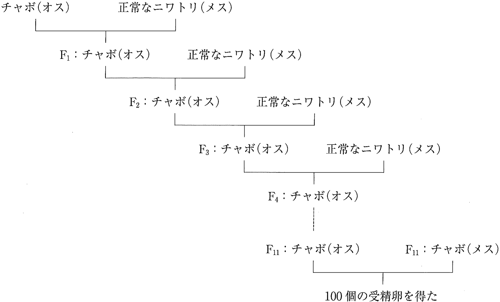 図2　チャボ固有のSNPを同定するために交配したニワトリの家系図