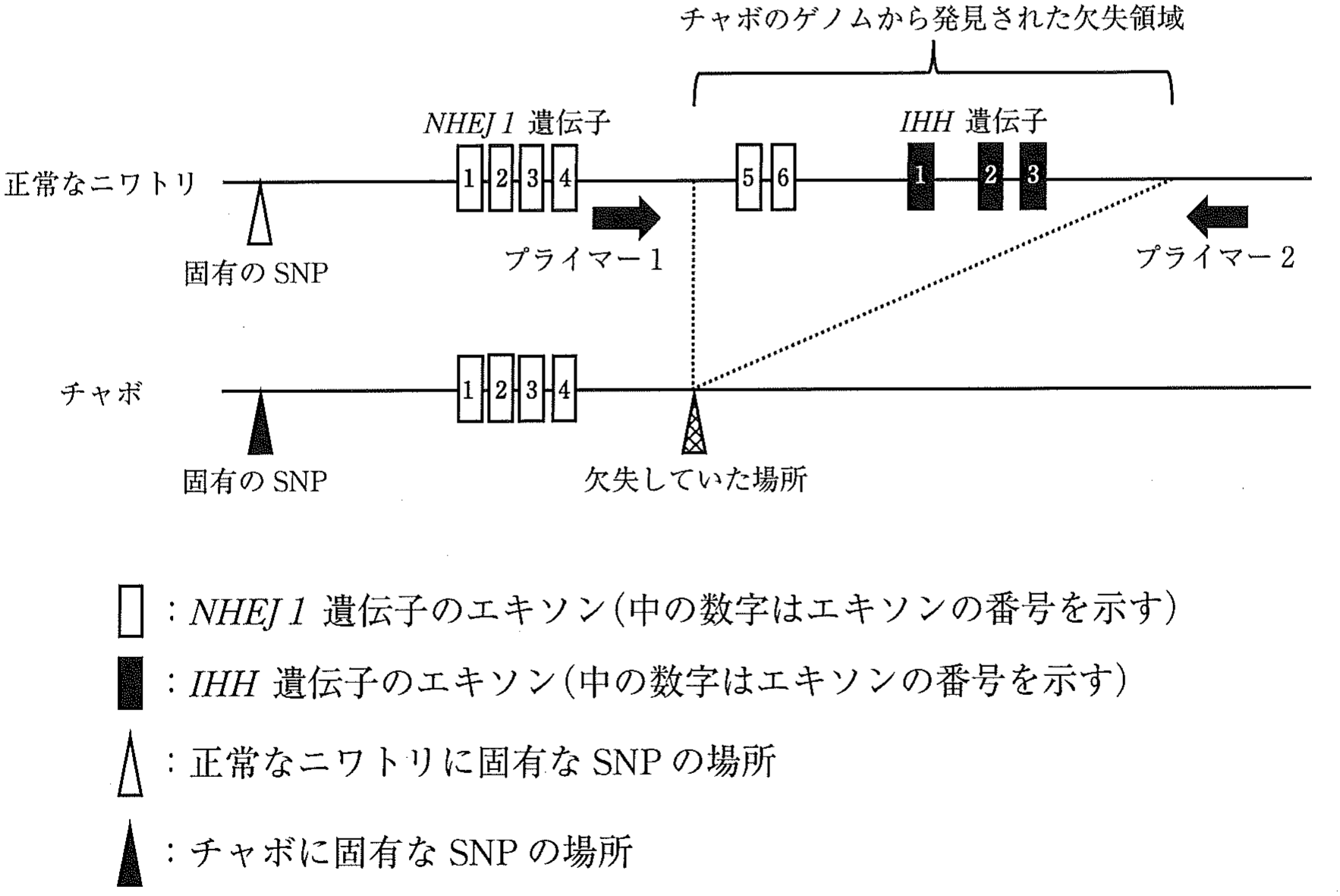 図3　チャボ固有のSNP付近の遺伝子の配列