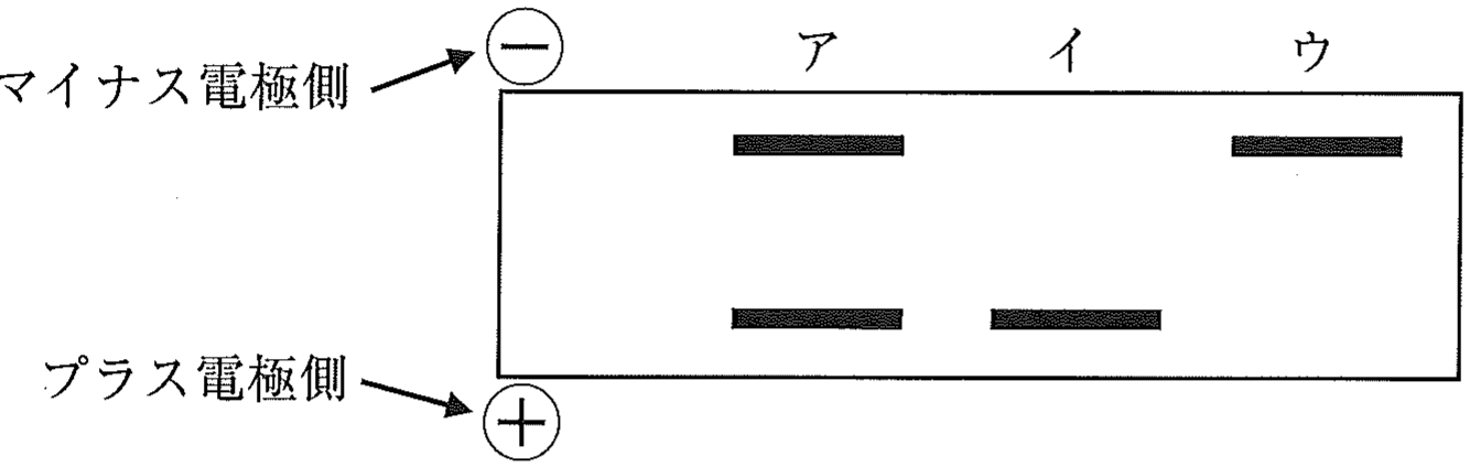 図4　①②③から得られたゲノムを用いて行ったPCR後の反応液を電気泳動した結果