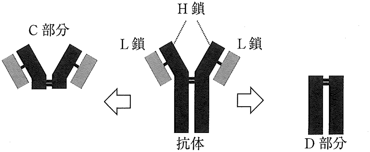 図1　タンパク質分解酵素を用いた抗体のC部分とD部分の作製。