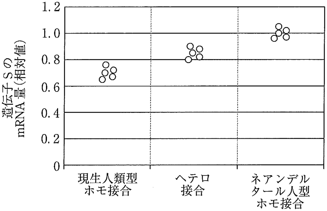 図1　遺伝子型別の肺オルガノイドでの遺伝子Sの mRNA 量