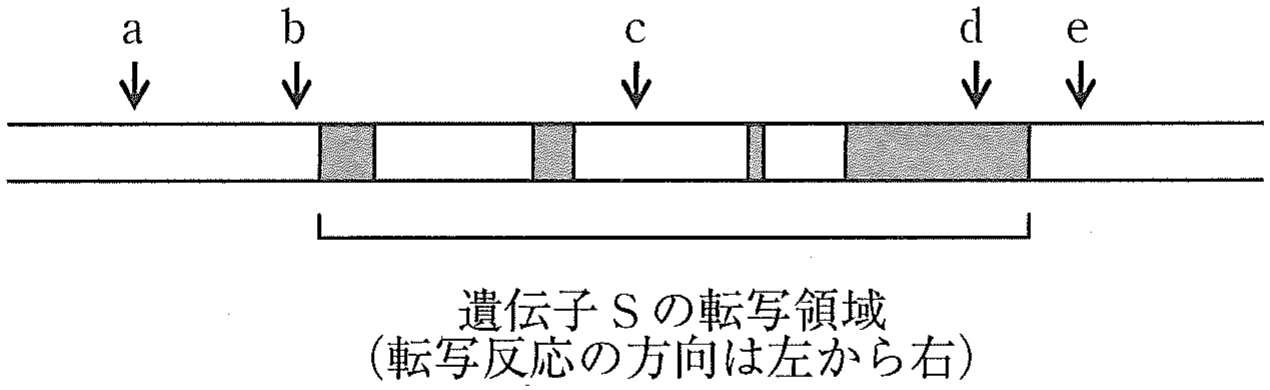 図2　遺伝子S周辺のゲノム領域における SNP 部位