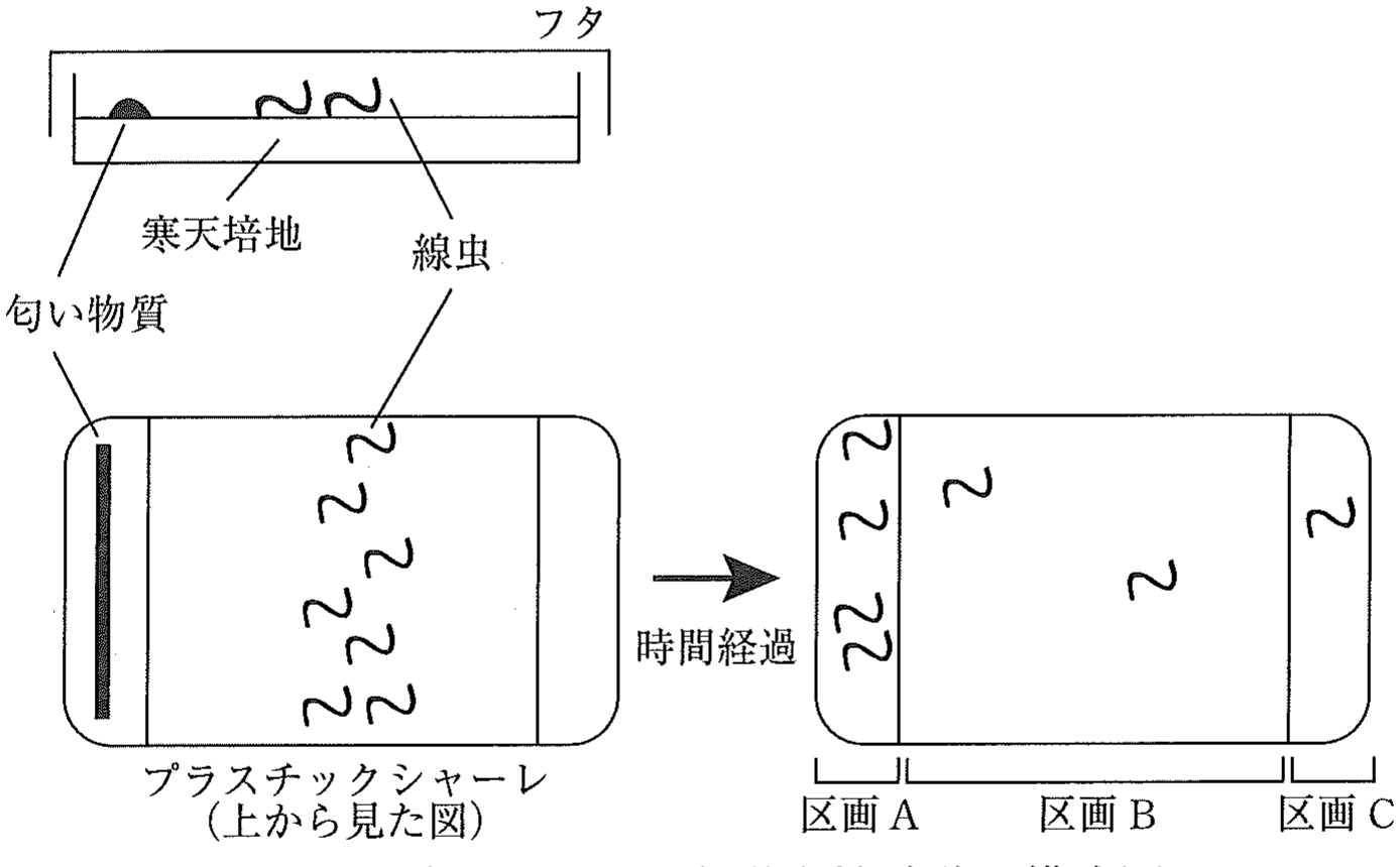 図1　線虫を用いた化学走性試験の模式図