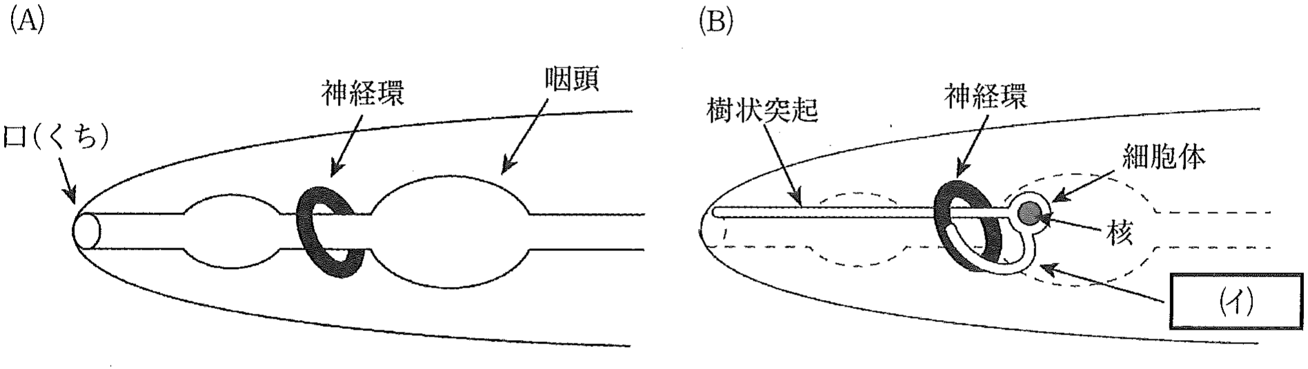 図2　線虫の模式図。