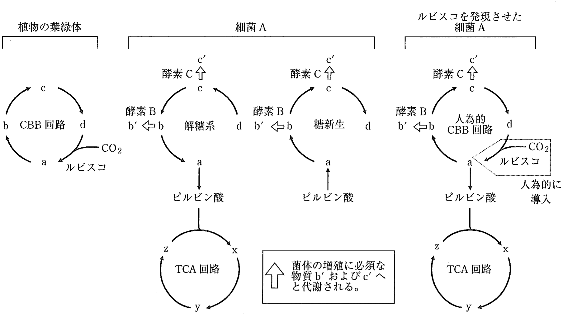 図1　植物の葉緑体と細菌Aにおける代謝経路とNさんの理論