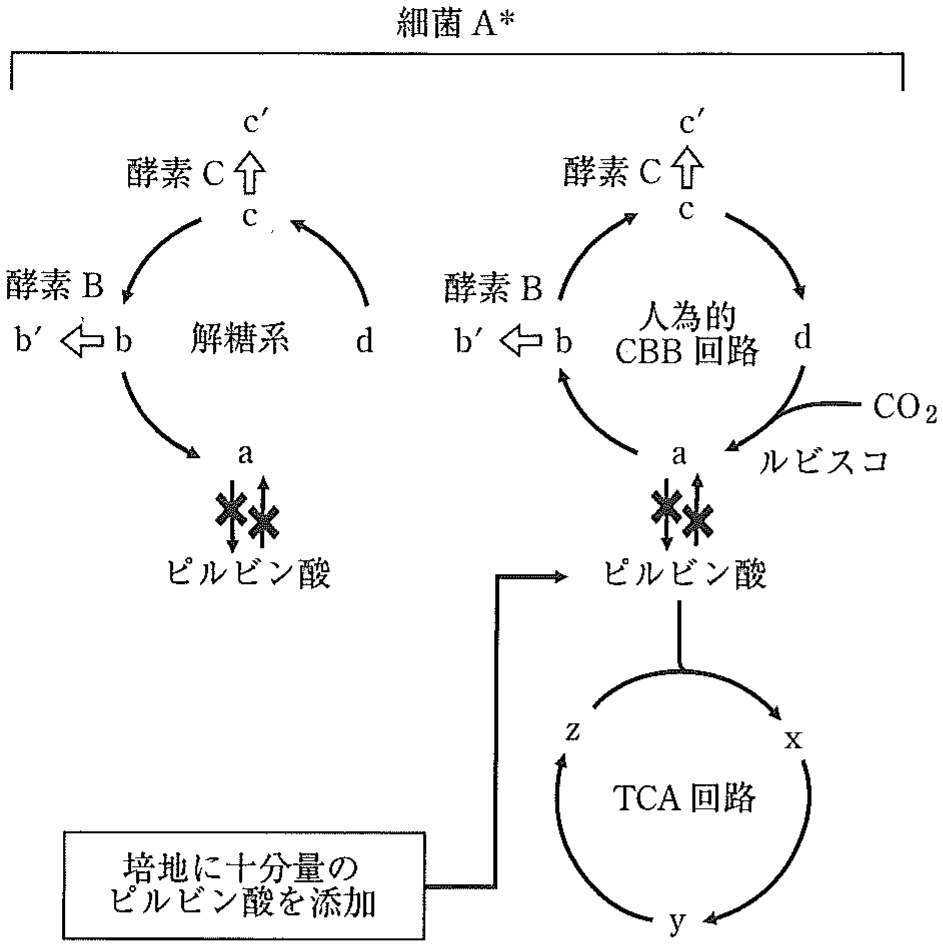 図2　細菌A* における代謝経路