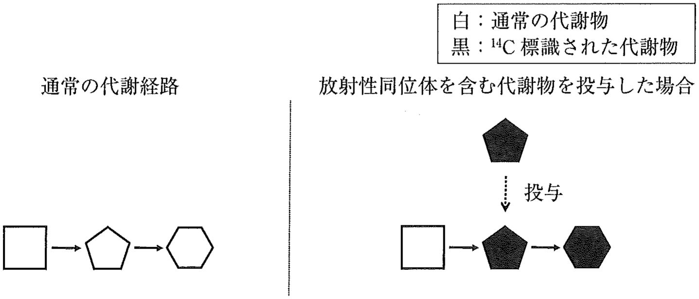 図4　放射性同位体による標識の原理