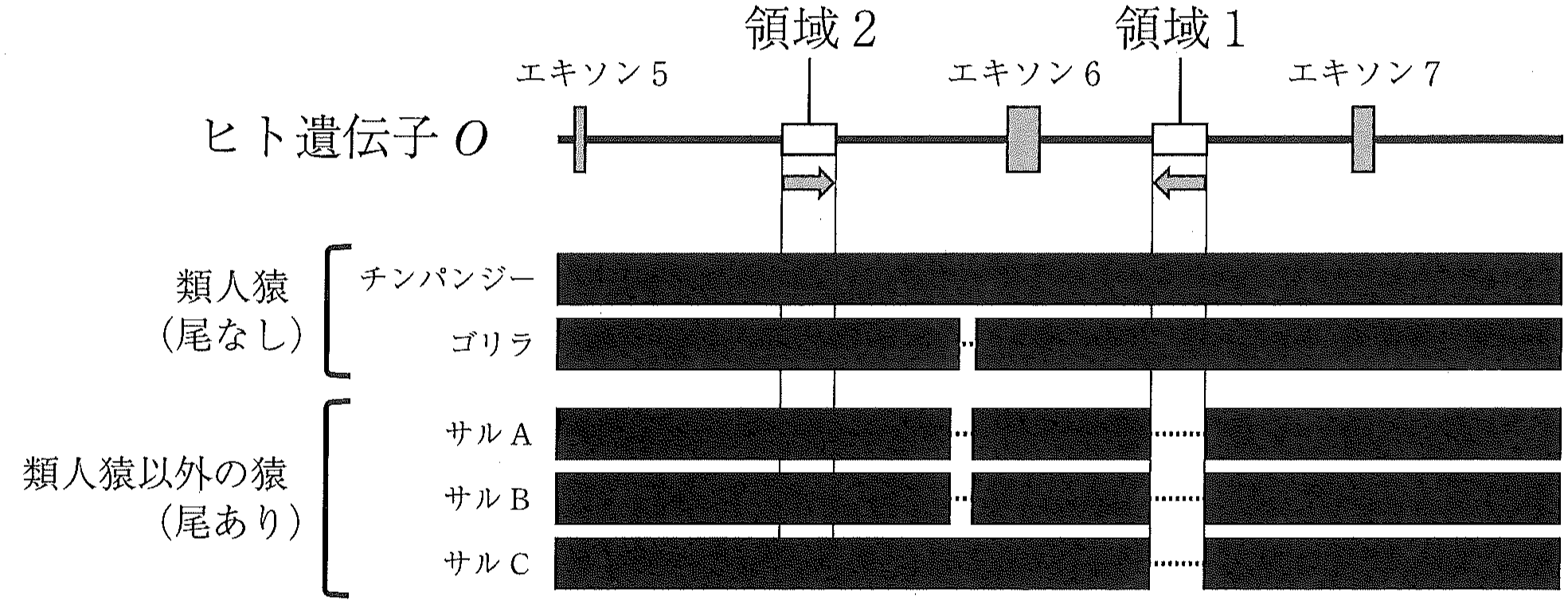 図1
