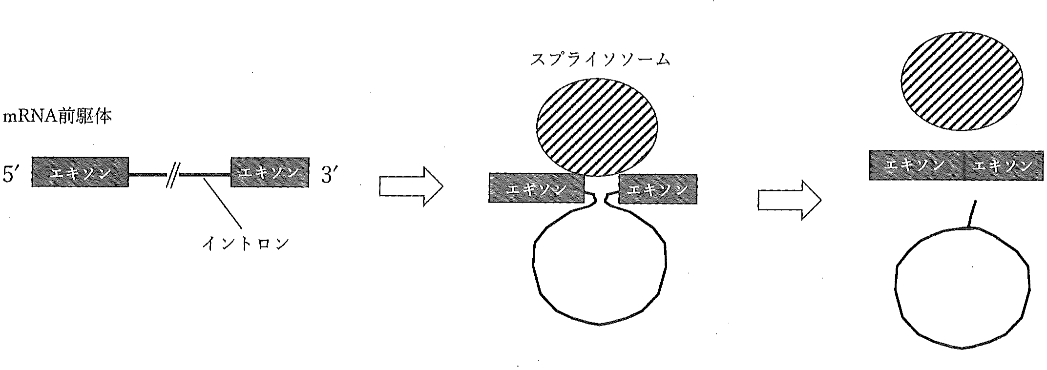 図5
