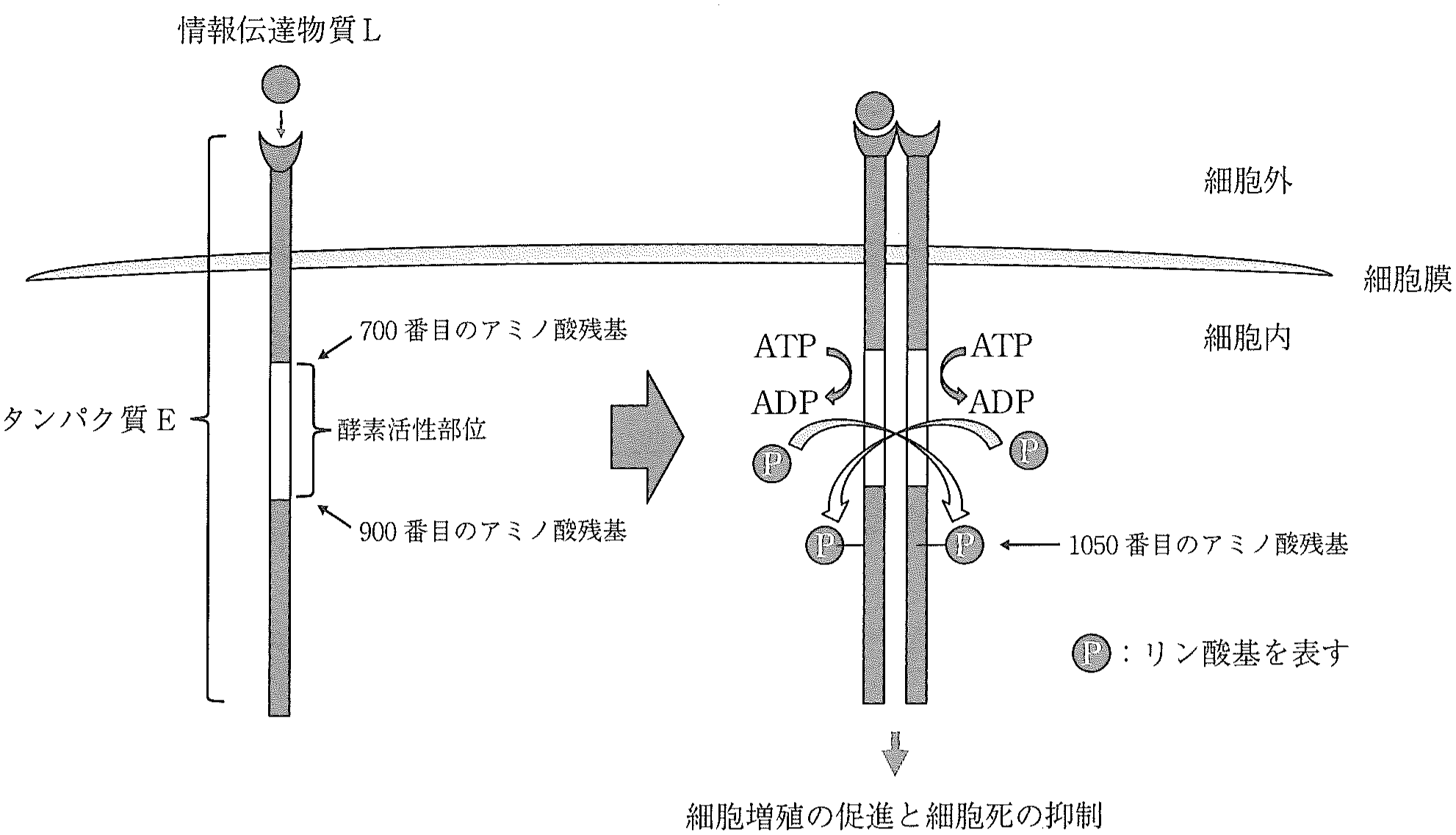 図1