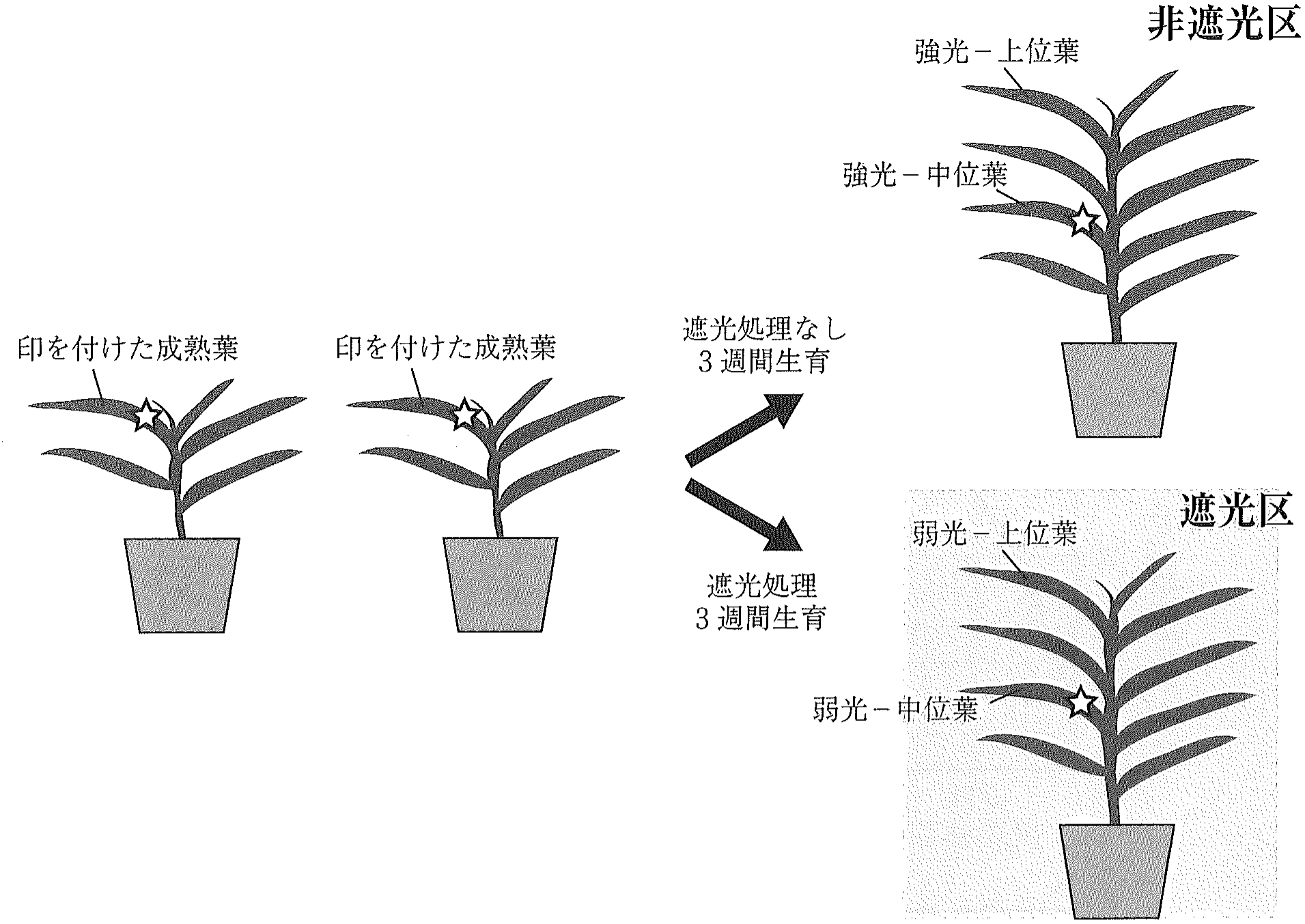 図1