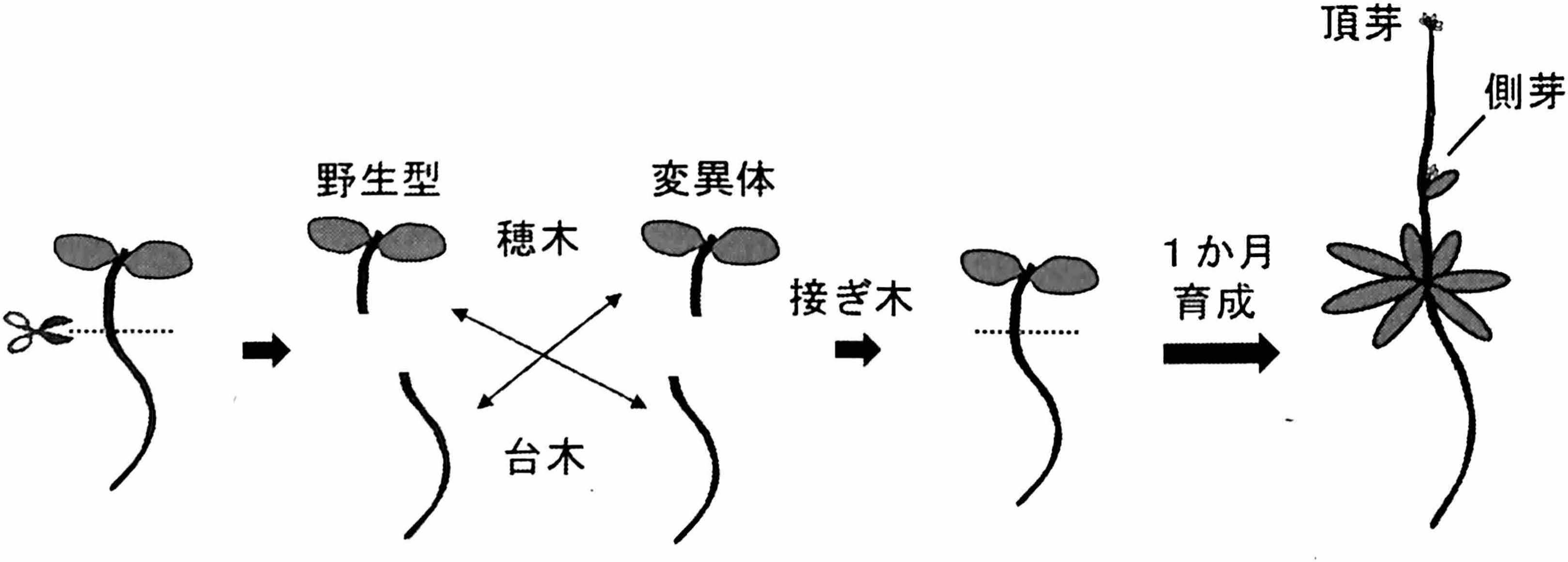 図1