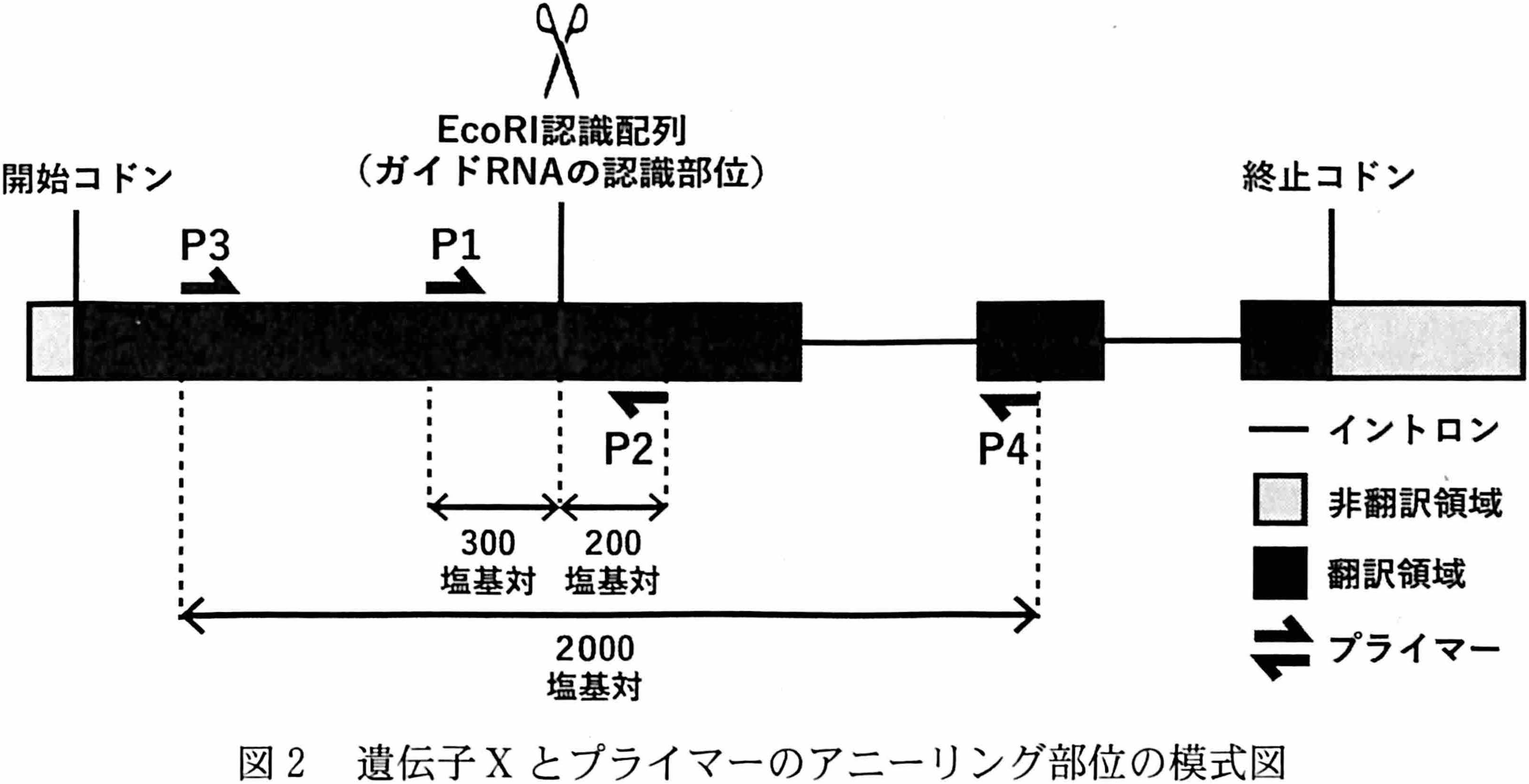 図2