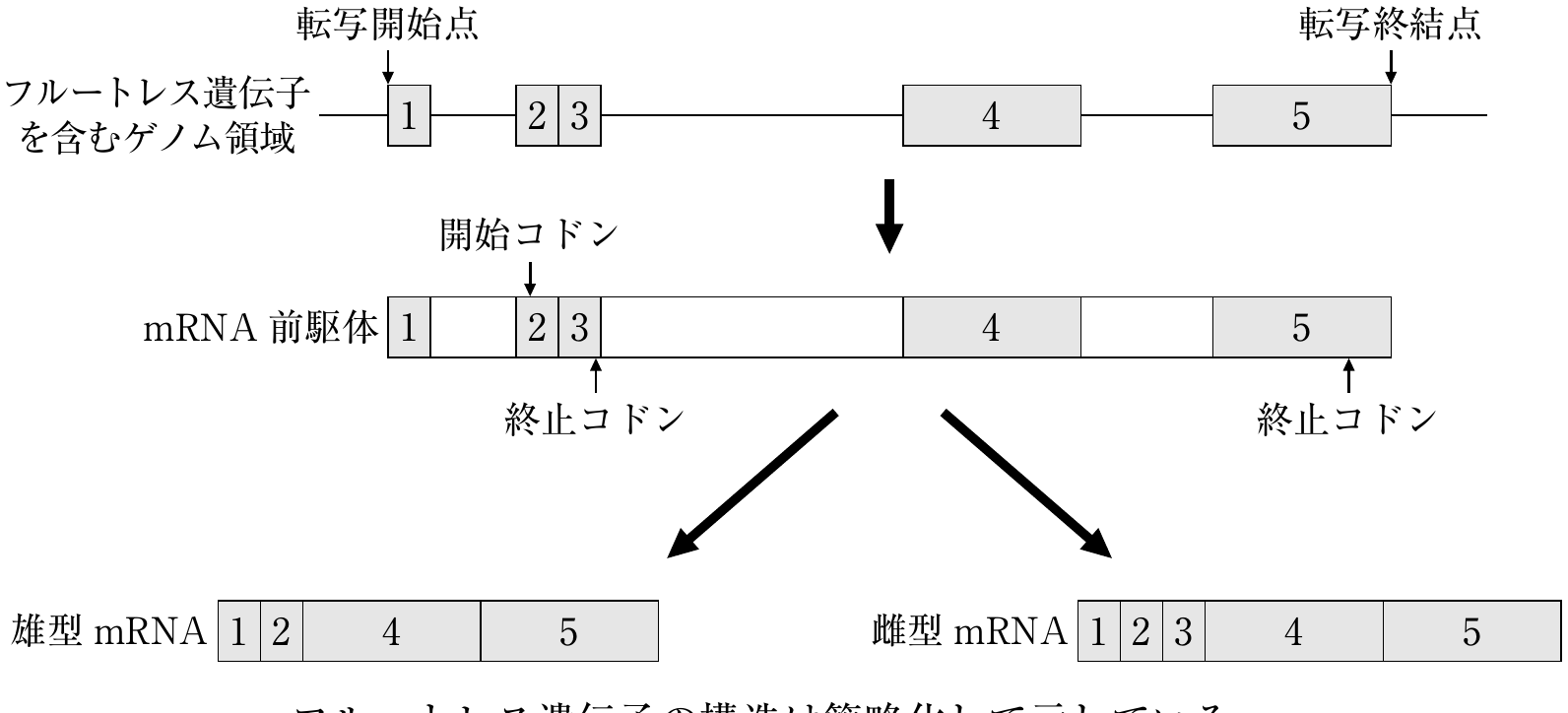 図1
