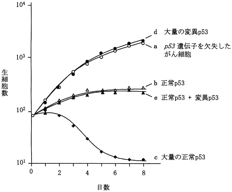図6　p53を発現させたがん細胞の増殖曲線