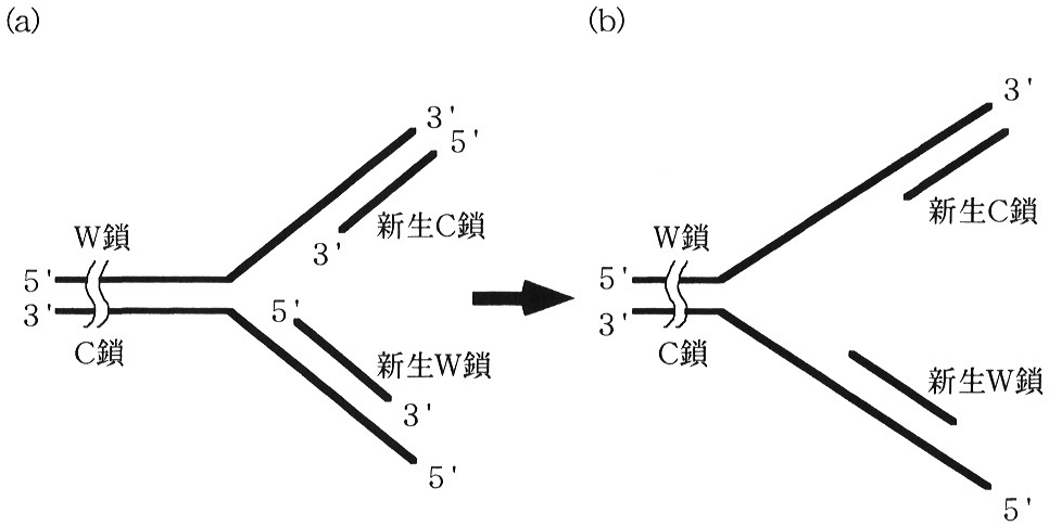 図10　複製途中のDNA