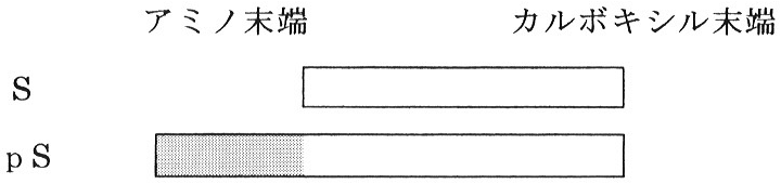 図2　S と pS の模式図