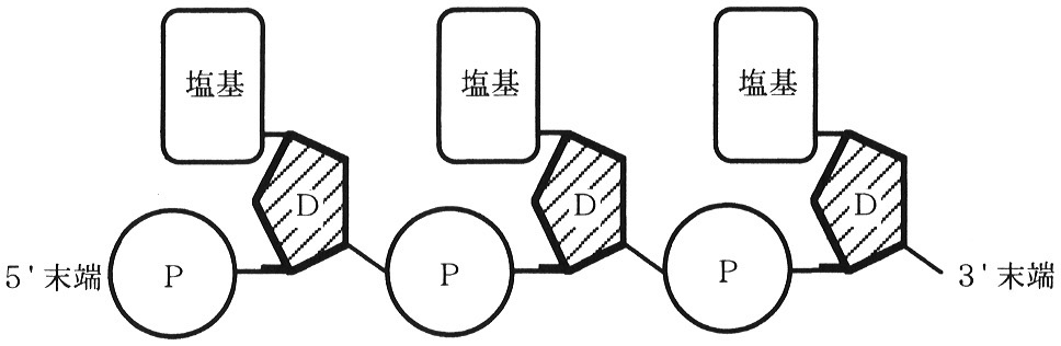 図8　DNA分子の構造の模式図