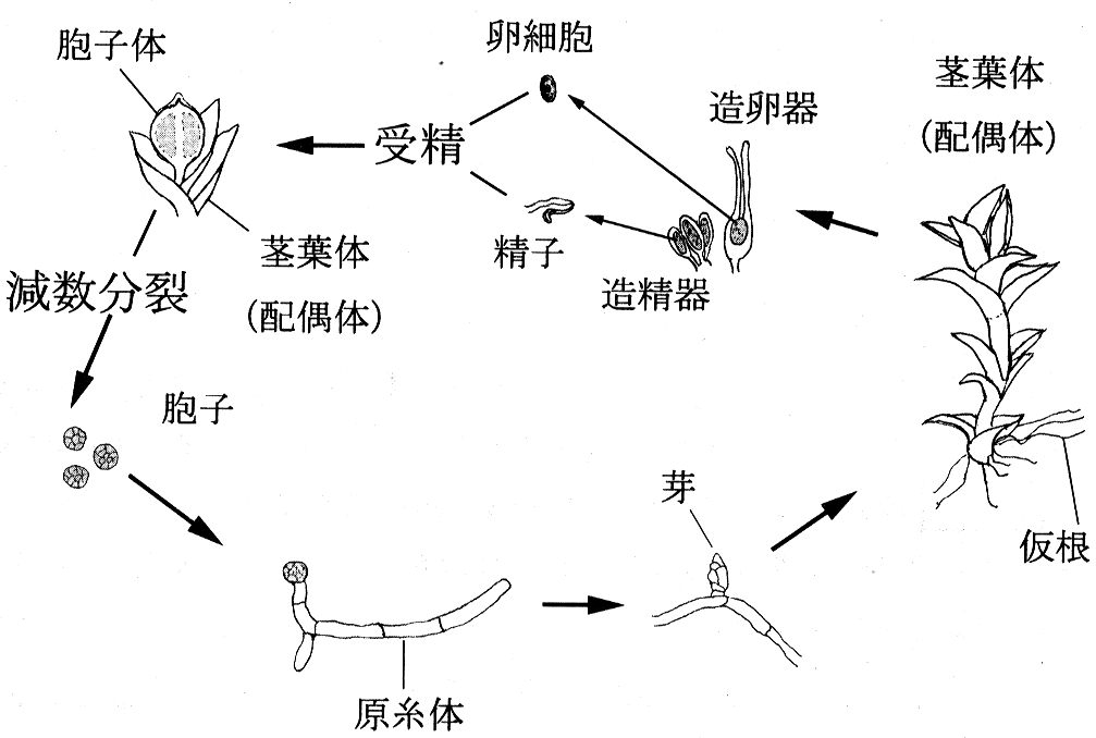 図1　ヒメツリガネゴケの生活環