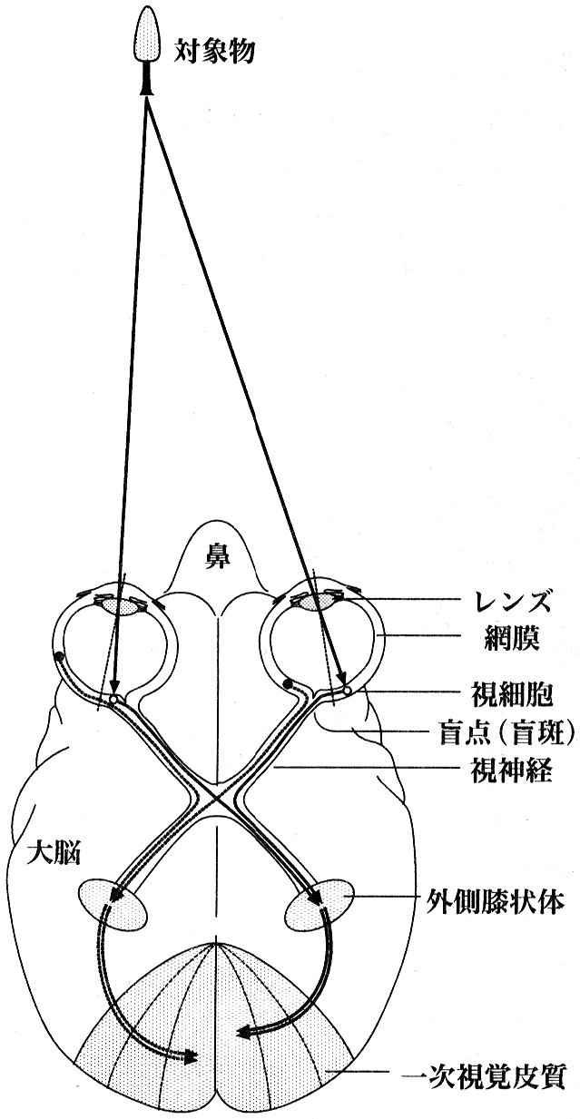 図2　眼と脳の水平断面