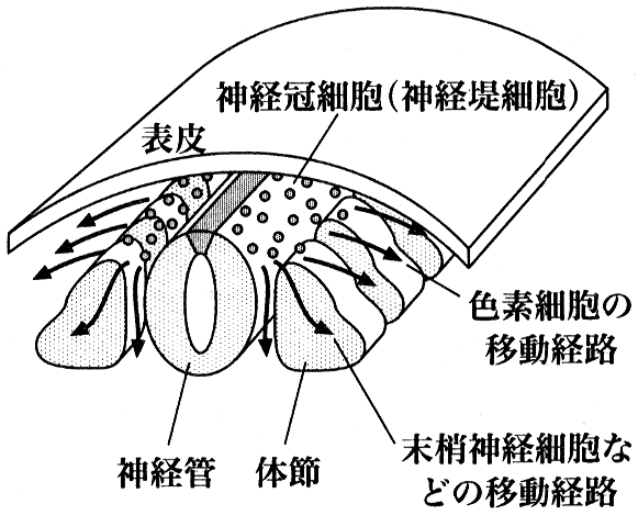 図3　発生中の胚の背部