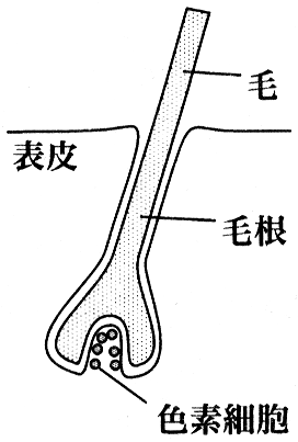 図4　毛の構造