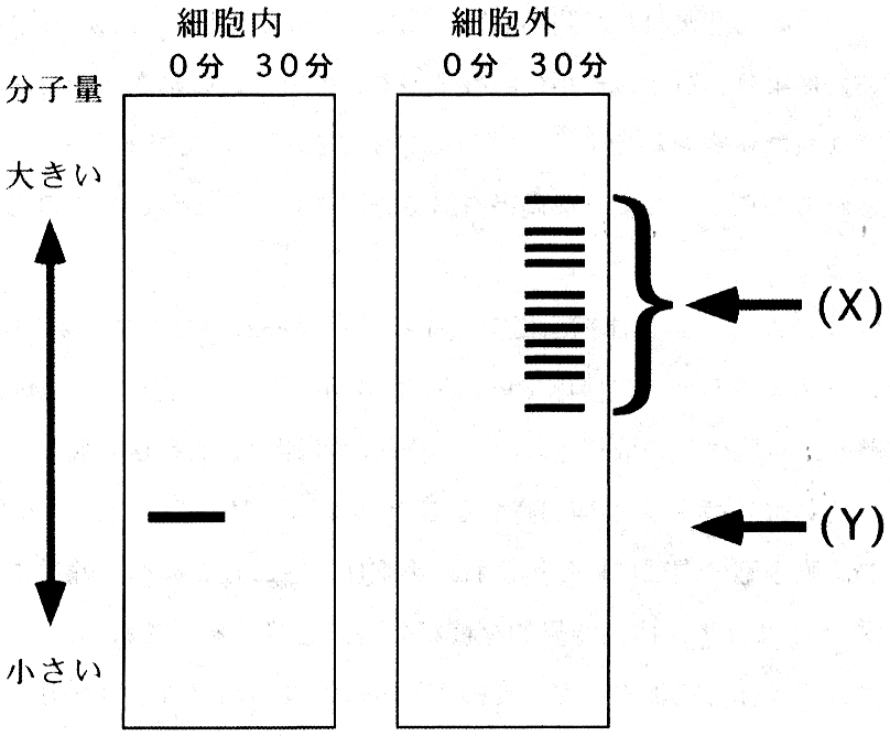 図1　標識された酵素 A の電気泳動パターンの模式図