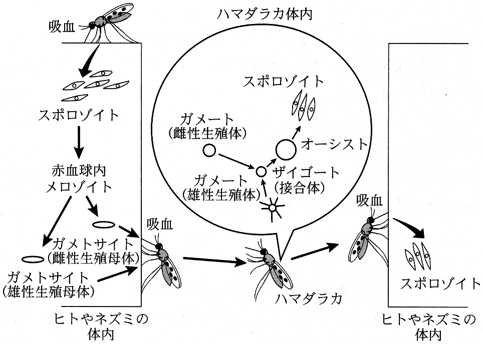 図5　マラリア原虫の生活環