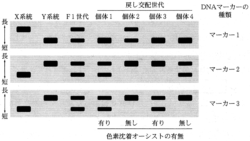図8　ゲル電気泳動法による各DNAマーカーの長さの判別