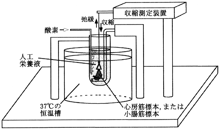 図1—1　心房筋標本と小腸筋標本の収縮測定装置（模式図）