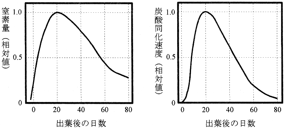 図2—1　イネの葉の一生における窒素量と炭酸同化速度の変化